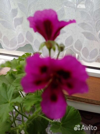 Пеларгония (герань)