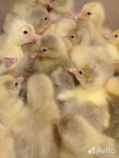 Продаются суточные, подрощеные гусята