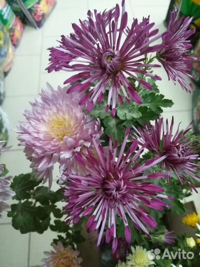 Цветы хризантемы