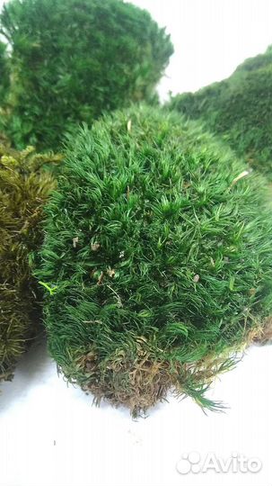 Стабилизированный мох кочка лесная