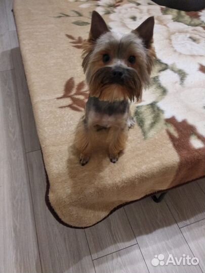 Йоркширский терьер вязка мальчик