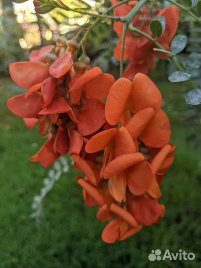 Сесбания семена