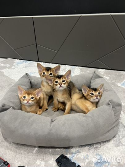 Абиссинские котята