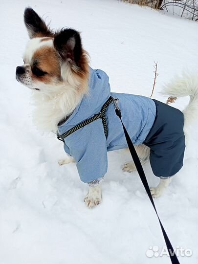 Вещи на собачку