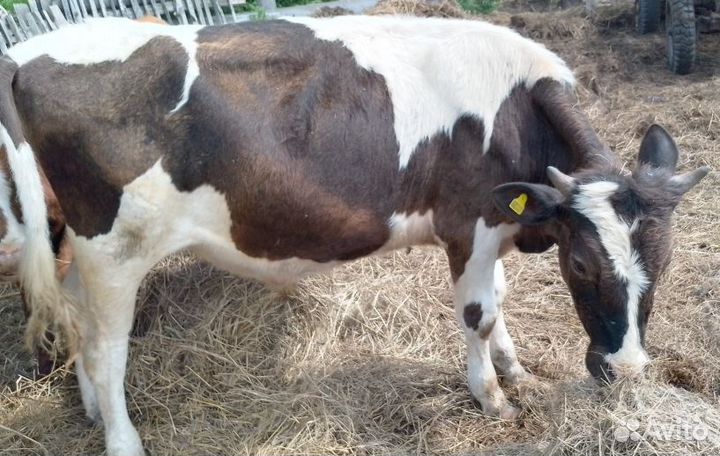 Бычки 4 и одна тёлка черно белая