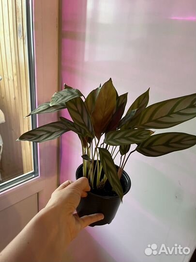 Калатея ктенанта