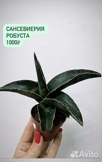 Сансевьерия робуста