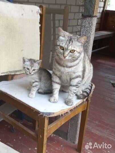 Кошка в дар бесплатно