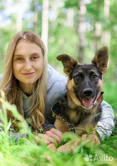 Метис овчарки, 4 мес