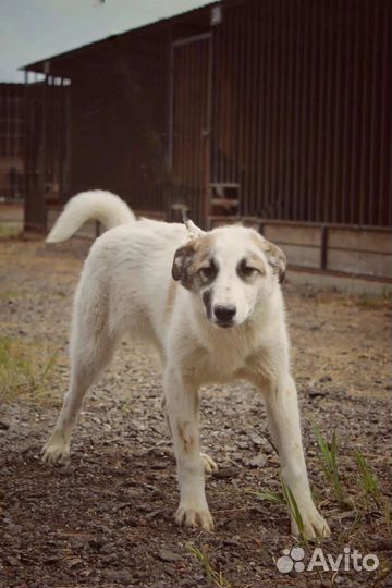 Щенки из приюта