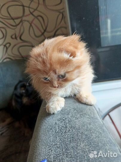 Кошка
