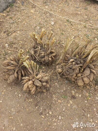 Георгины клубни