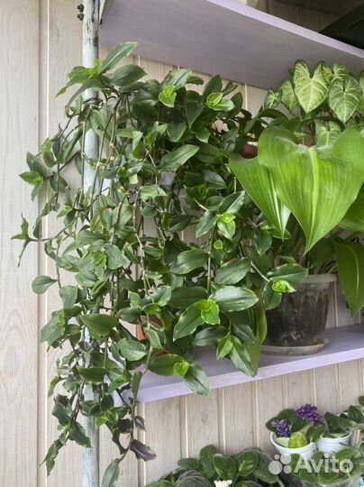 Традесканция зеленая