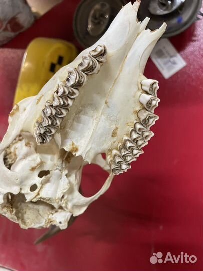 Рога косули лося