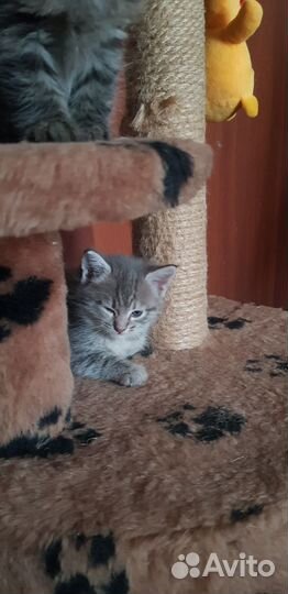 Кошки в добрые руки