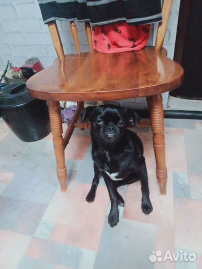 Пти брабансон