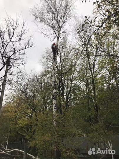 Спил деревьев