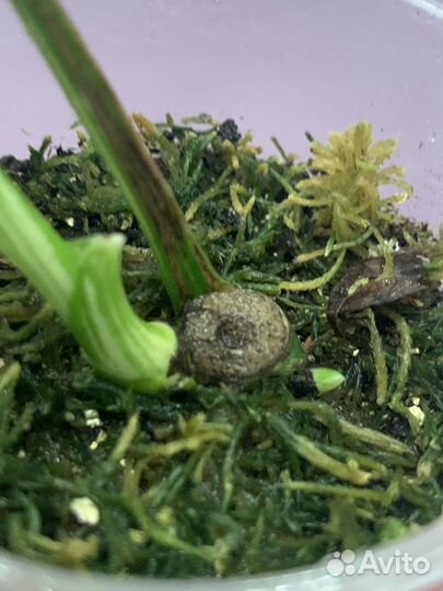 Рафидофора тетрасперма вариегатная