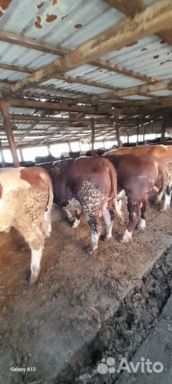 Быки на мясо живым весом