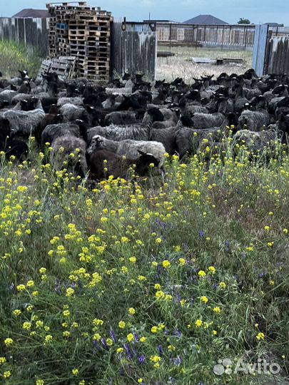 Племенные романовские овцы и ягнята