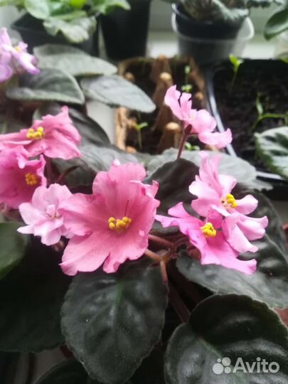 Сортовые фиалки