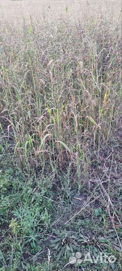 Сено суданка в тюках