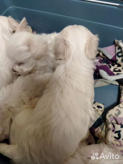 Маленькая собака