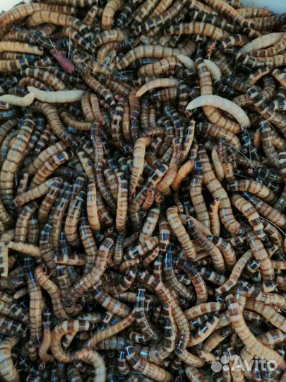 Кормовые насекомые