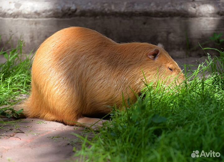 Семья взрослых молодых нутрий