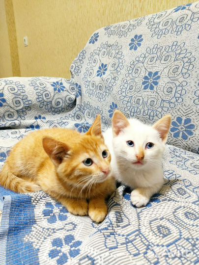 Кошка в дар