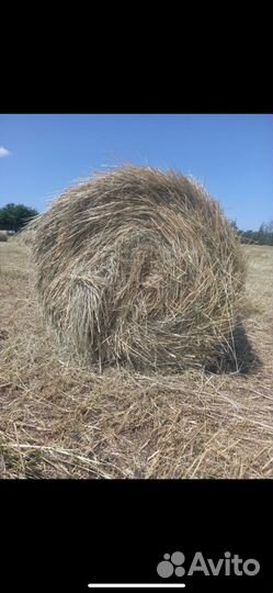 Сено 200