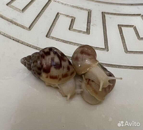 Улитята ахатина альбино ретикулята