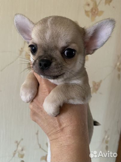 Мальчишка чихуахуа, сладенький Боровичок