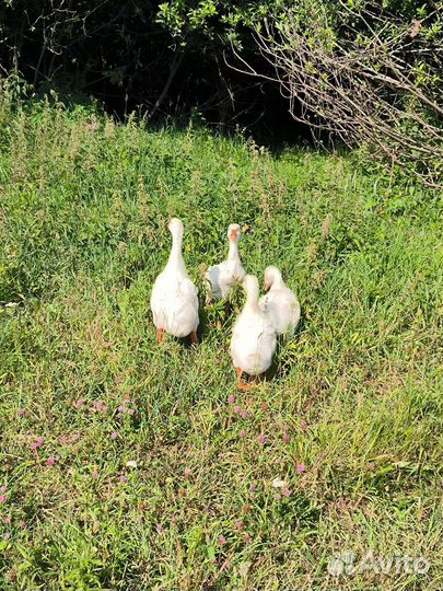 Гуси, 1 месяц