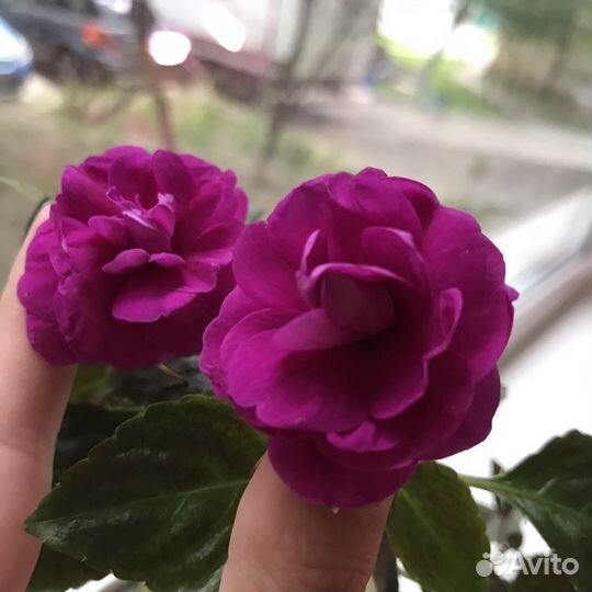 Бальзамин махровый