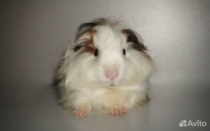 Длинношерстная девочка