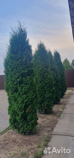 Туя колоновидная