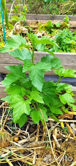 Красная смородина куст