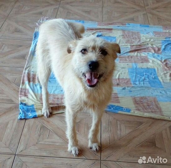 Собака в добрые руки