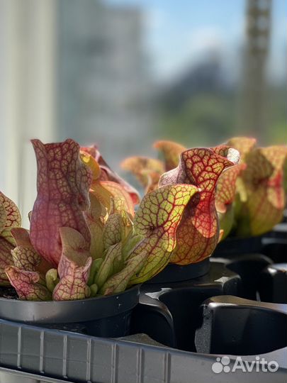 Хищное растение саррацения веноза