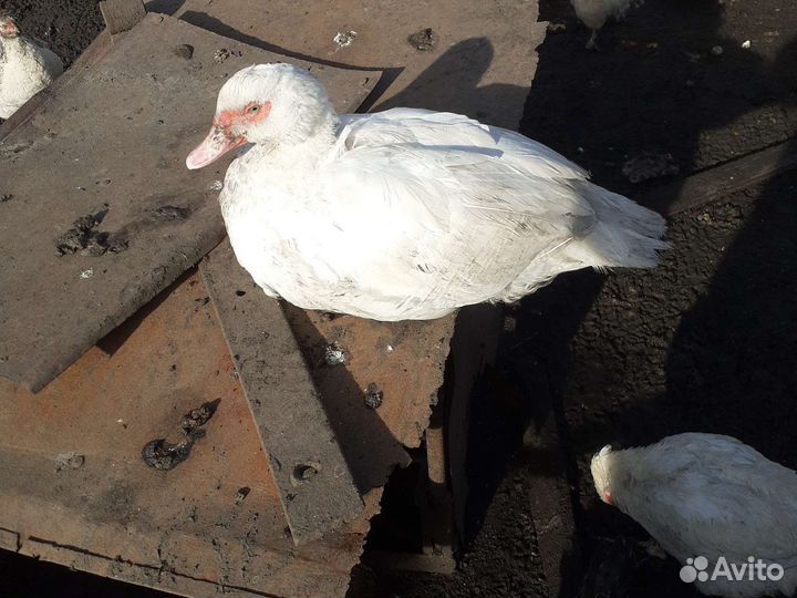 Мускусные утки тяжелые линии европейские