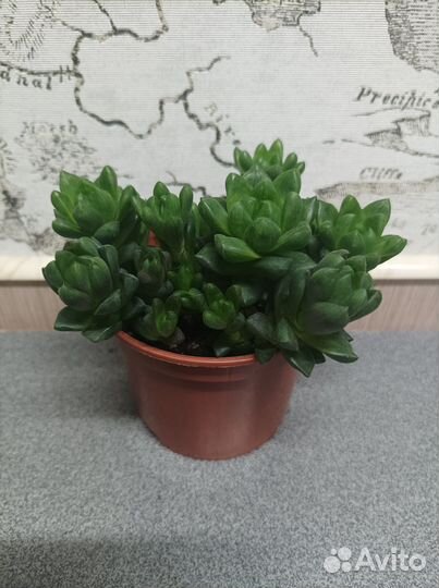 Комнатные цветы