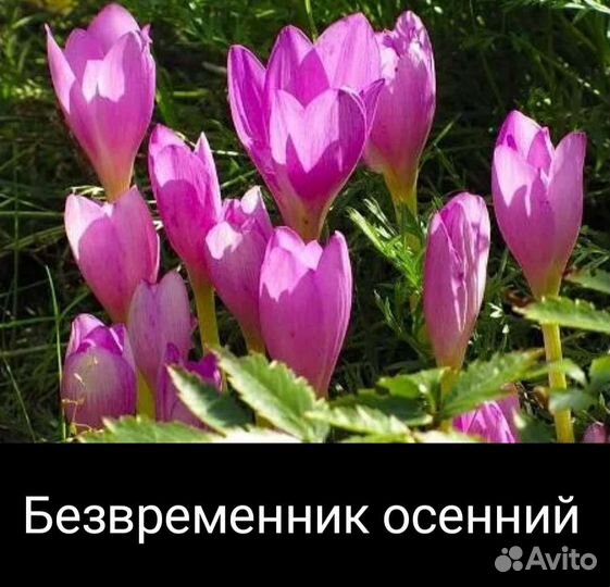 Садовые цветы и растения