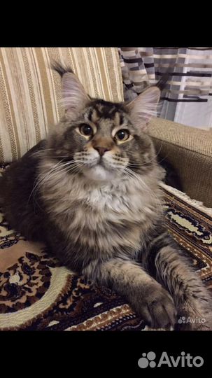 Котята мейн-кун