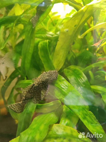 Анциструсы