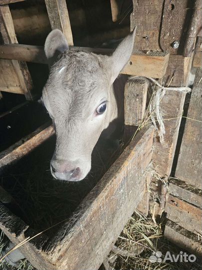 Телочка 1 месяц