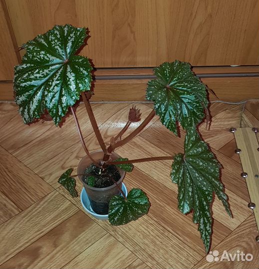 Бегония Грифон