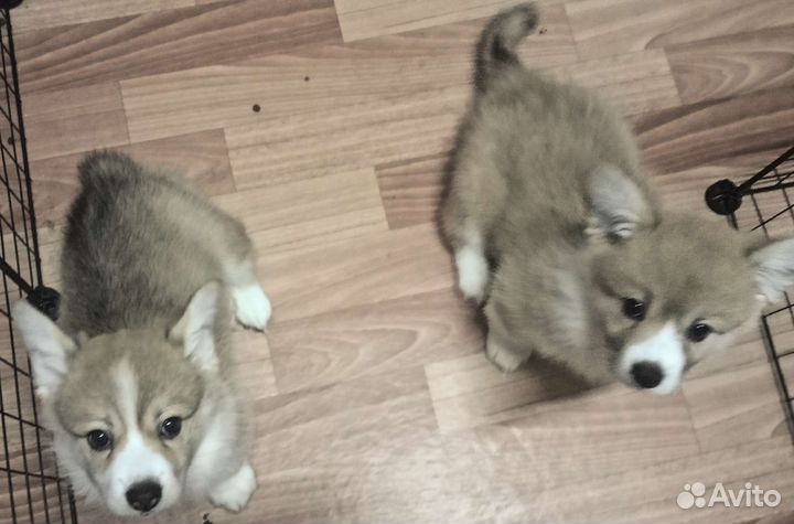 Вельш-корги пемброк девочки