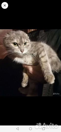 Котенок шотландский вислоухий