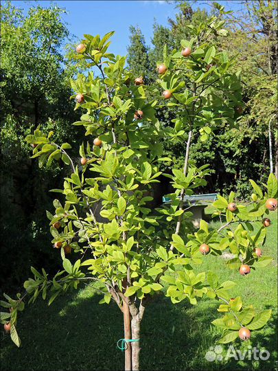 Мушмула германская, семена